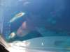 dscf0950_small.jpg